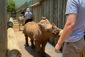 A rhino being bottle-fed