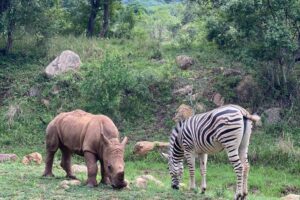 Rhino calf and zebra foal grazing