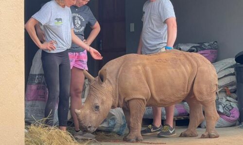 Rhino calf eating hay