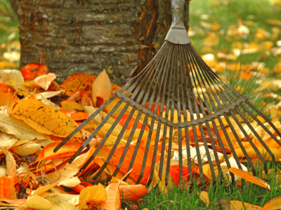 A rake and autumn leaves