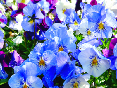 Blue and purple violas